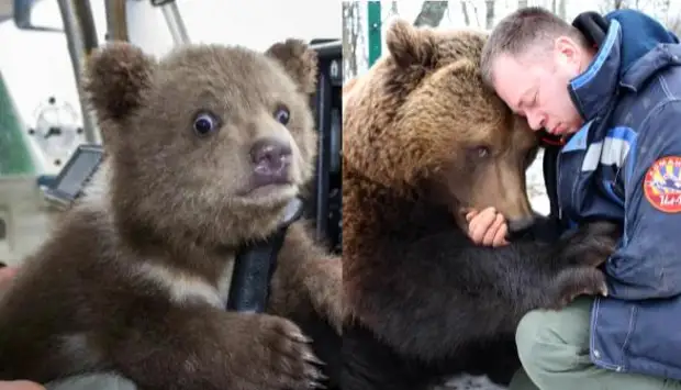 Что стало с медвежонком Мансуром, которого нашли 5 лет назад на аэродроме