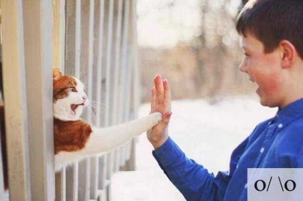 Котоэмоции