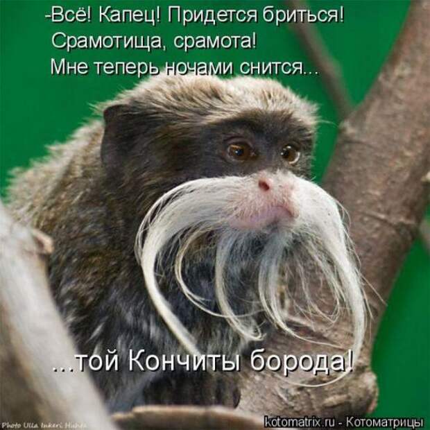 Котоматрицы (картинки с надписями)