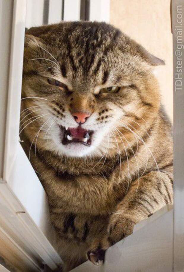 Боевые Коты... разное, животные