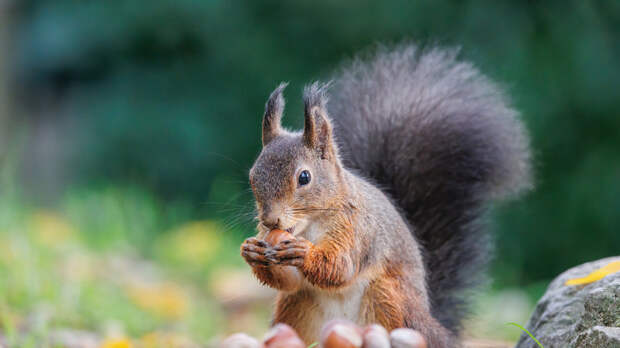 Ветеринар предостерёг от кормления белок с рук