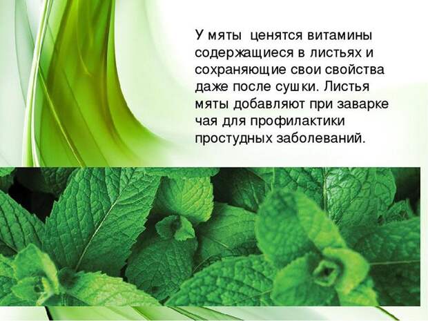 целебные листья мяты