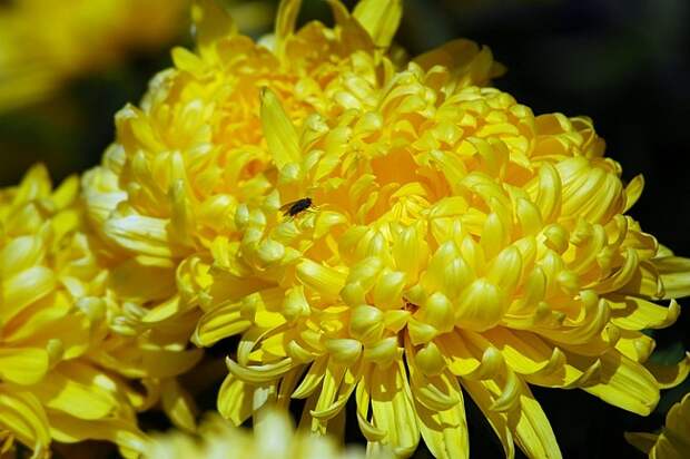 Жёлтые хризантемы - "МАГИЯ ЛЮБВИ"