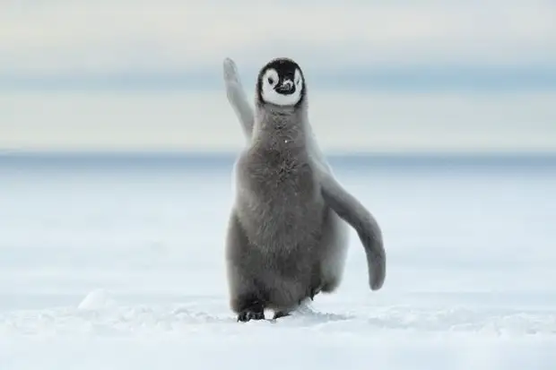 Самый позитивный конкурс по съемке животных Comedy Wildlife Photo Awards объявил победителей и финалистов 2022 года