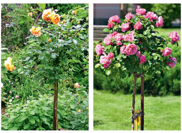 Розарий в маленьком саду, штамбовые розы