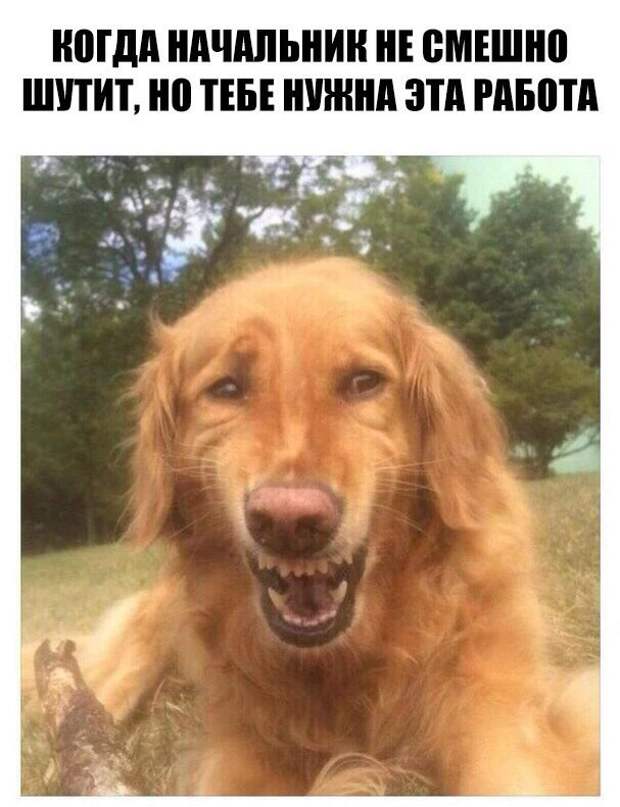 Смешные картинки с надписями прикол, юмор