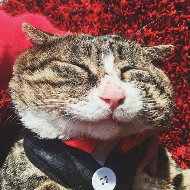 Найден эмоциональный кот, достойный звания «король драмы» Ай Фэй, домашний питомец, животные, кот, лицо, милота, мимика, морда