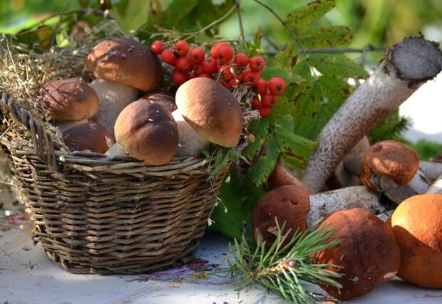 Лесные грибы / Фото: goodfon.ru