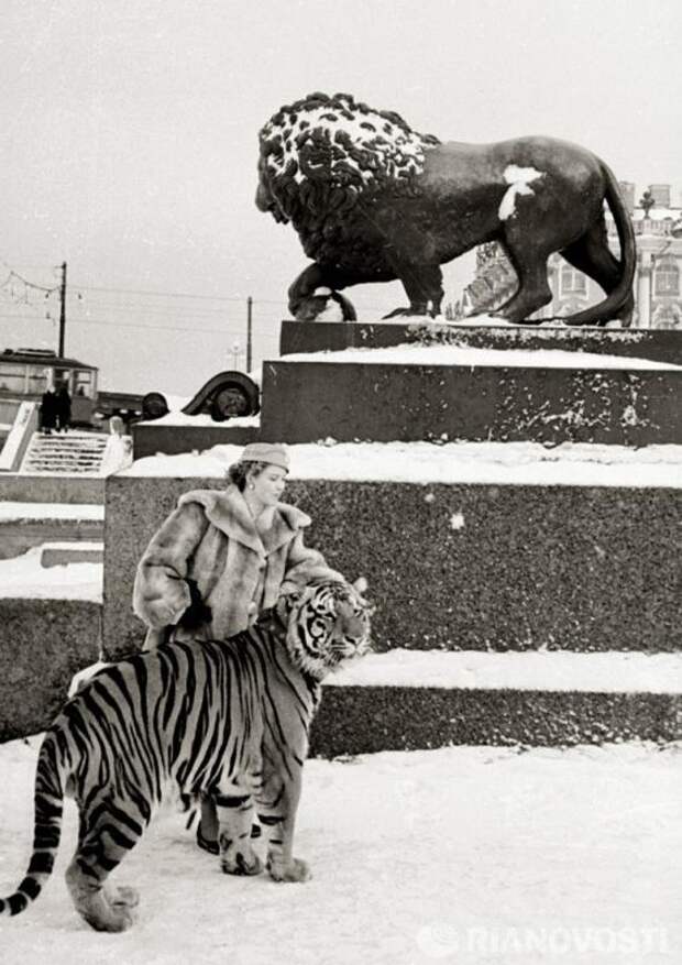 Soviet Postcards — Animal tamer Margarita Nazarova with her tiger...