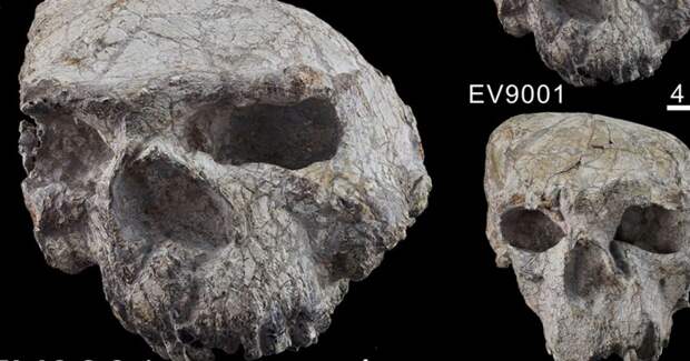 Черепа из Юньсяня оказались на миллион лет старше — 1,77 миллиона лет назад