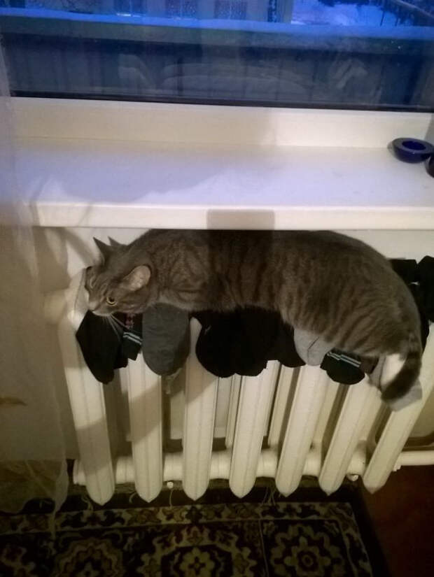 Котики всегда помогут найти самое тёплое место в доме