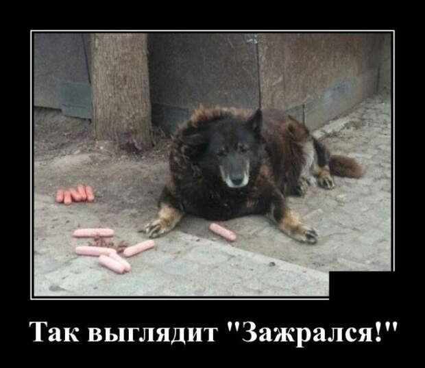 demotivatory-demotivator-smeshnye-demotivatory-demotivator-so-smyslom