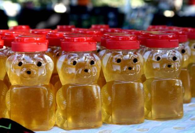 Едят ли медведи мед в естественной среде обитания