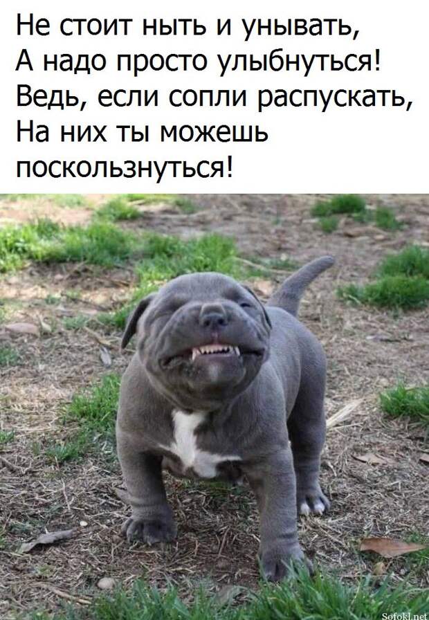 Веселые фото приколы и смешные картинки с надписями (11 фото) Веселые фото приколы и смешные картинки с надписями (11 фото)