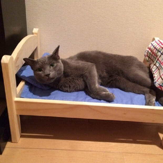 IKEA подарила приюту для животных кукольные кроватки, и кошкам они очень нравятся