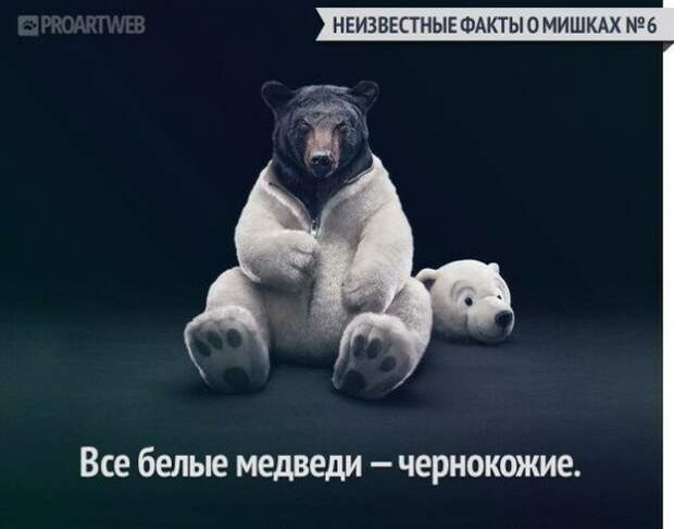 Неизвестные факты о мишках медведи, факты, фауна