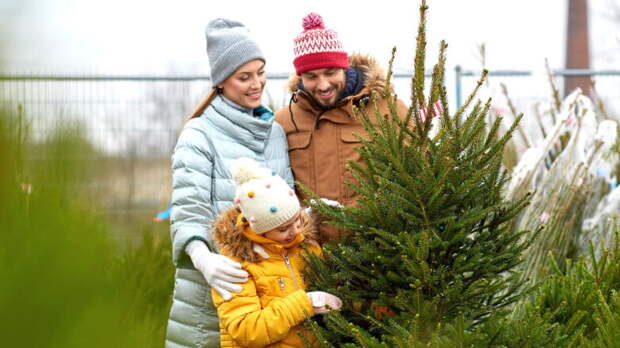 Более 250 елочных базаров открылось в Москве: куда идти и какие деревья там можно купить