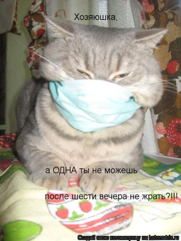 Котоматрицы (картинки с надписями)