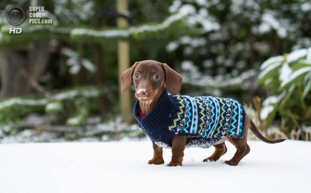 Снег — собачье счастье. (Julie Hill)