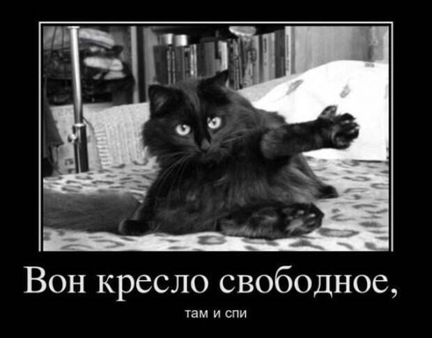 Смешные фото приколы и мемы с котами и кошками Смешные фото приколы и мемы с котами и кошками животные, коты, прикол, юмор