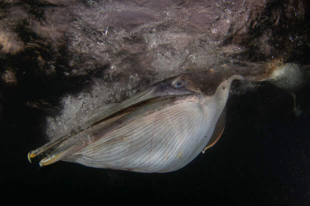 Подводный портрет ныряющего пеликана