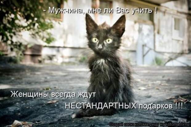 Лучшие котоматрицы недели (28 шт)