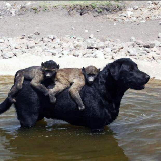 собака и бабуины