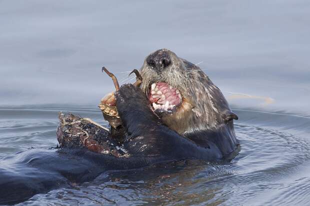 Морские выдры — удивительно умные и очаровательные животные People Are Awesome, fun