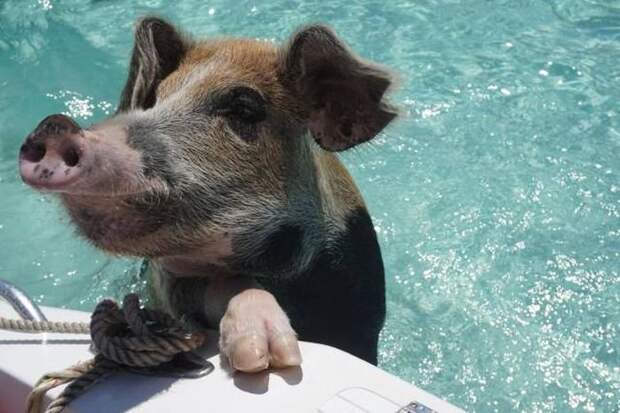 Прикольные картинки (15.12.16)