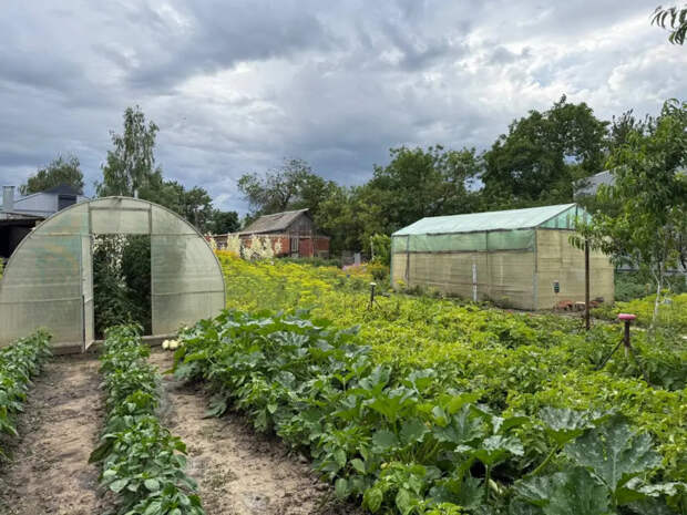 10 кг огурцов с одного куста: китайский метод без химии, который реально работает