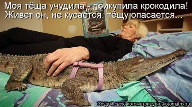 Лучшие котоматрицы за неделю (36 шт)