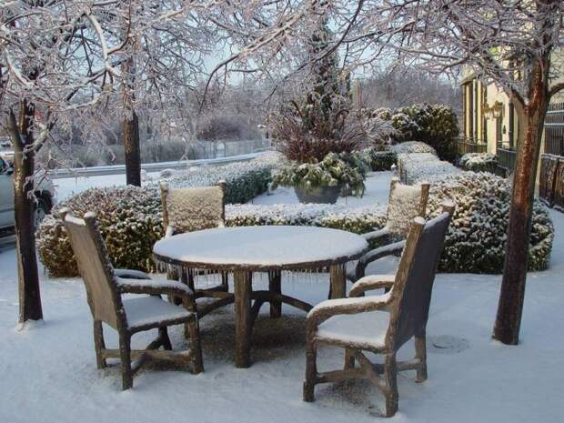 Зимой не спим: почему деревья нуждаются в холодном поливе