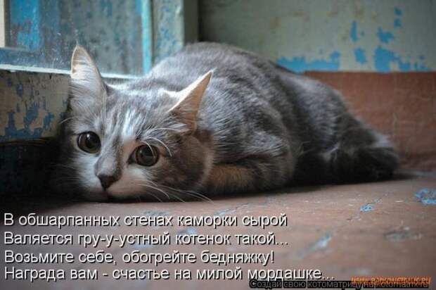 Уфф!!! Ну наконец-то! Котоматрицы великолепные, каждая с улыбкой и хорошим настроением!