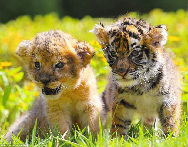 Staff at the zoo have been sharing these adorable photographs over the last few weeks, making thousands of people coo over the images