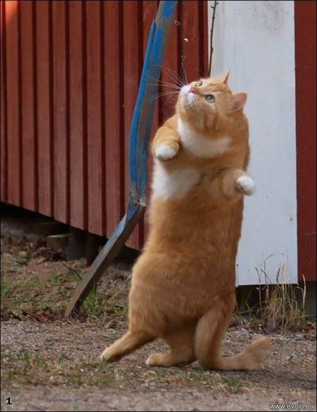 kotofoto23 kotofoto23 Котофото, сделанные в нужный момент