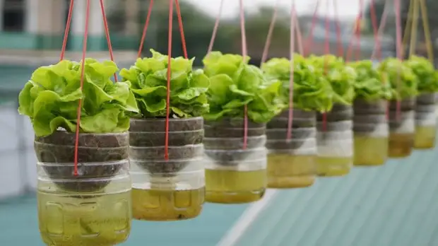 Как сделать подвесные горшки с самополивом