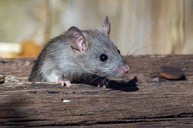 Власти Озерска хотят убедить пенсионерку убраться в квартире с крысами