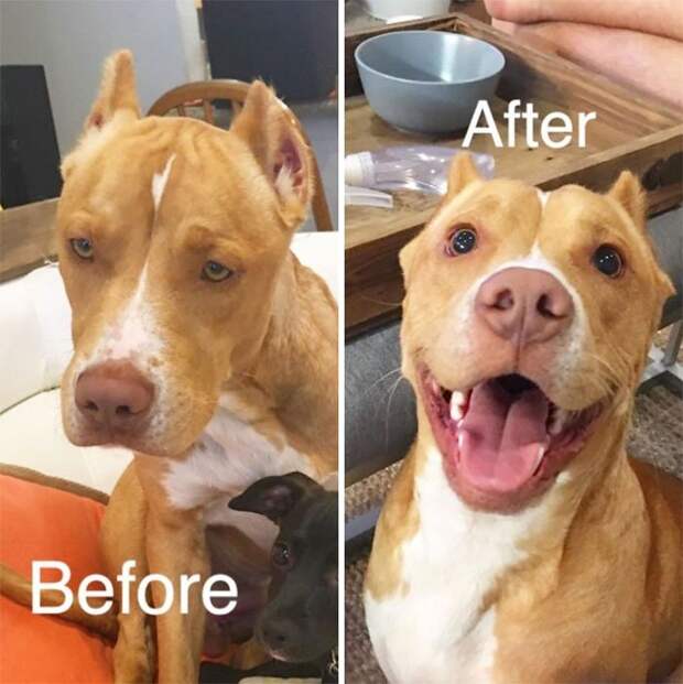Спасенные собаки до и после