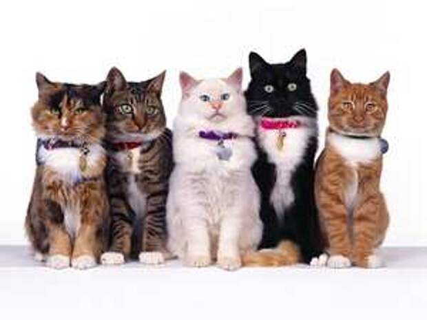 Окрас котенка