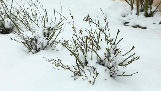 Снег в апреле убивает розы: 3 срочных дела, чтобы спасти кусты в Подмосковье