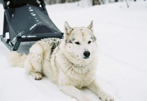 Собака украла камеру у журналистов и сняла видео