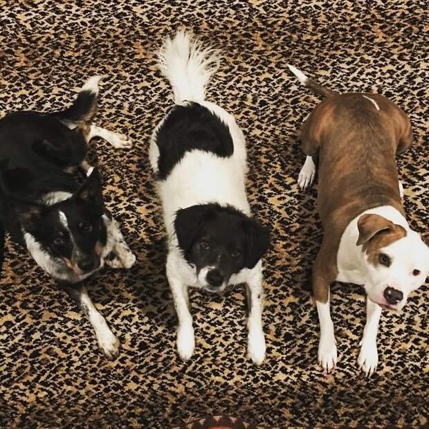 Три товарища домашние животные, зоопарк на диване, собаки