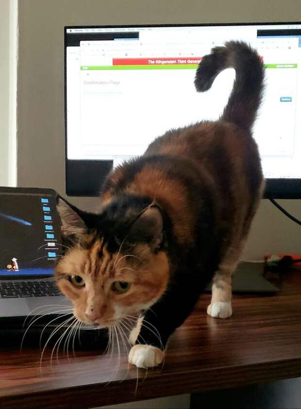 кошка у ноутбука