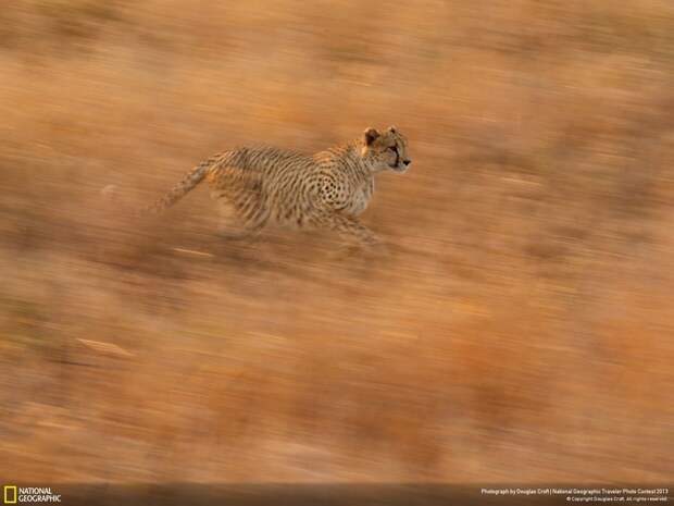 natgeocontest26 natgeocontest26 35 лучших фото животных на фотоконкурсе National Geographic Traveler