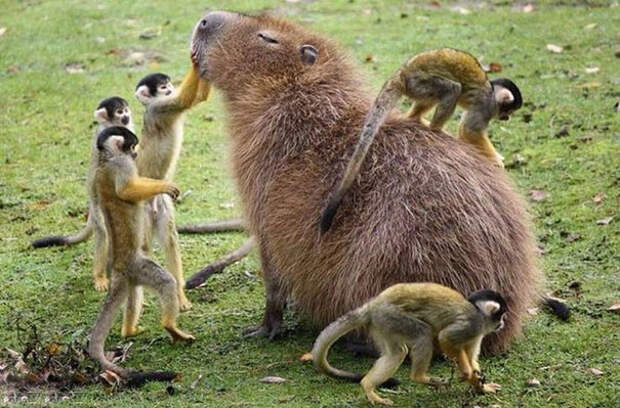 почему животные так любят капибар 