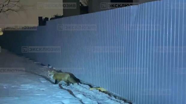 Ночью около Невы заметили двух лисиц – видео