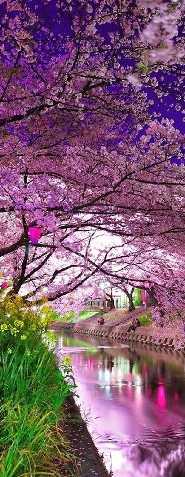 Cherry Blossoms Festival in Japan