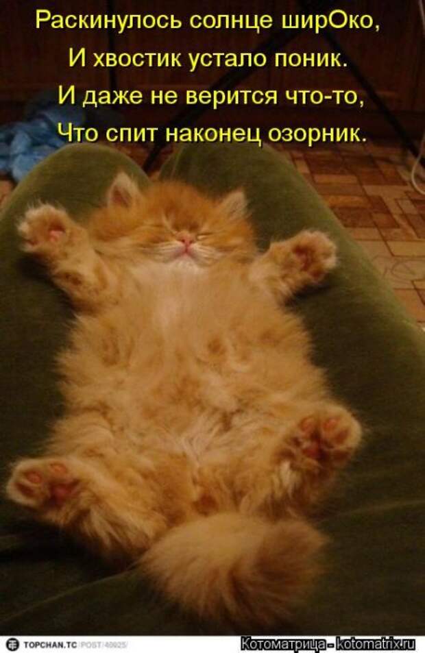 Лучшие котоматрицы недели Лучшие котоматрицы недели