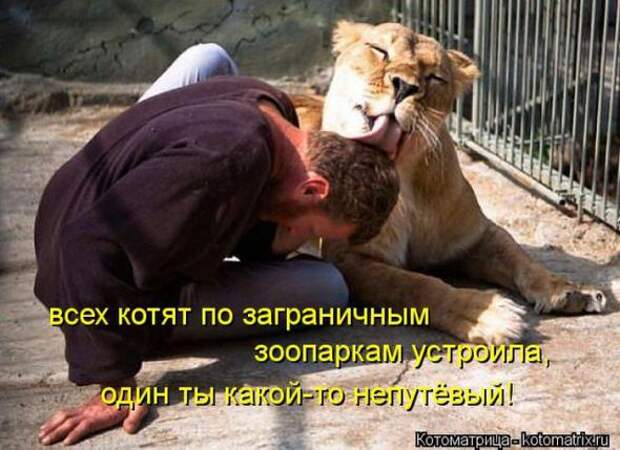 Котоматрицы (картинки с надписями)