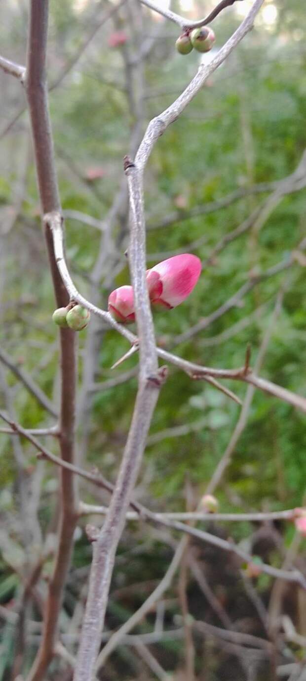 Зима отступает?! Кубань накрыла почти рекордная оттепель